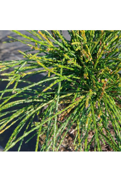 Thuja plicata Whipcord on shtamb